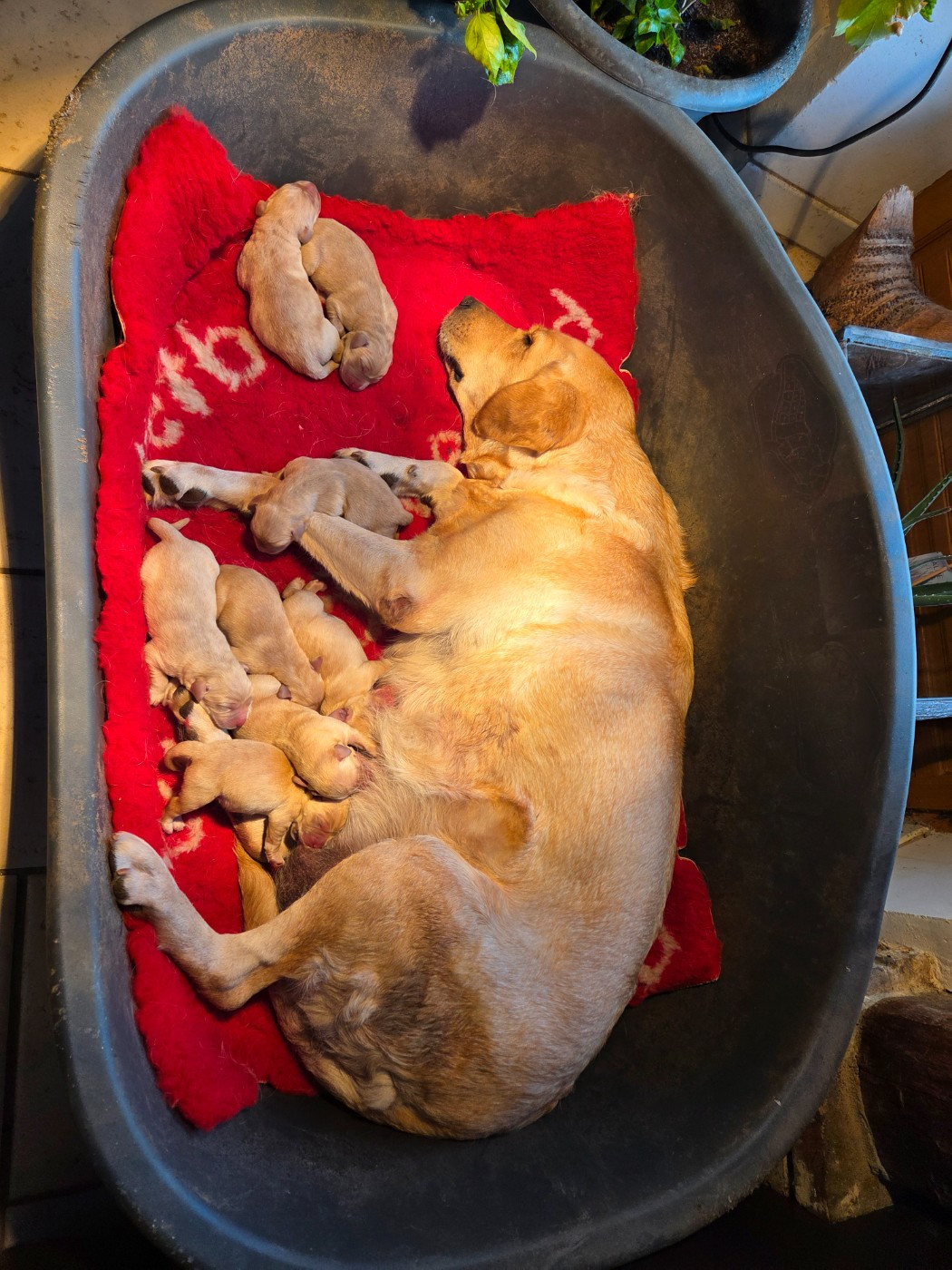 Du Perrier De Largeron - Labrador Retriever - Portée née le 08/11/2025