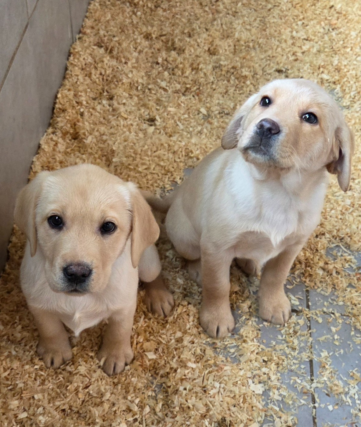 Du Perrier De Largeron - Chiots disponibles - Labrador Retriever