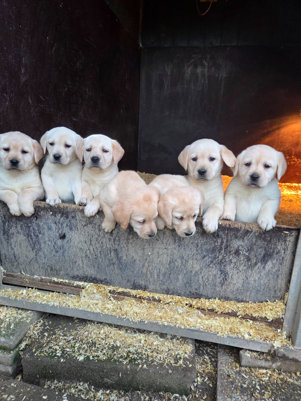 Du Perrier De Largeron - Labrador Retriever - Portée née le 22/12/2025