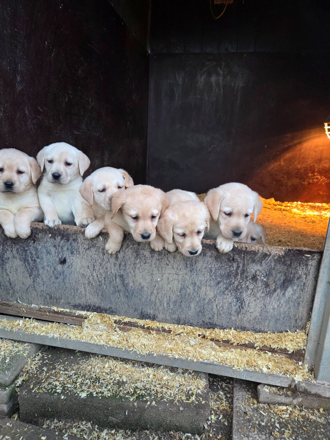 Du Perrier De Largeron - Chiots disponibles - Labrador Retriever