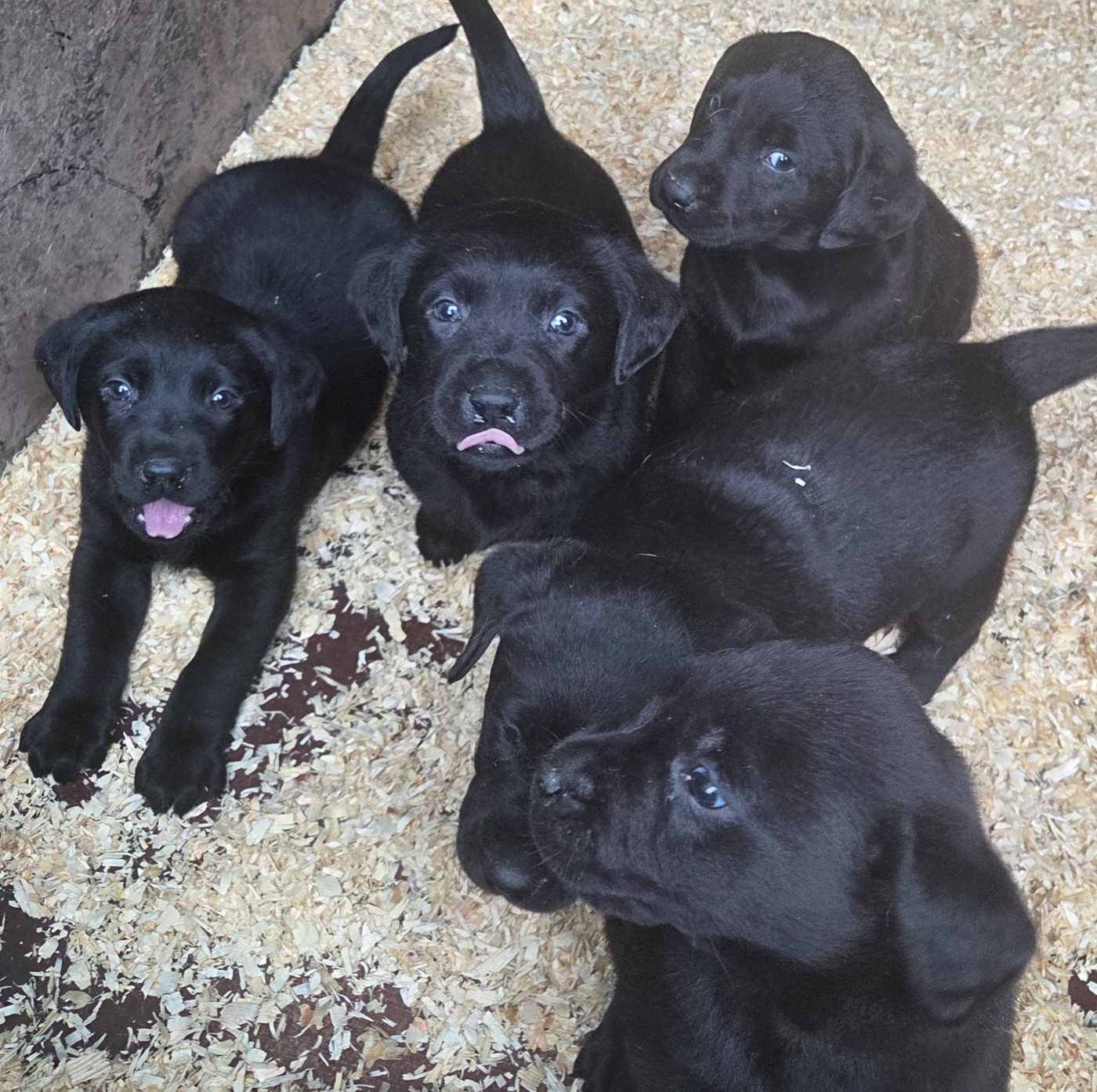 Du Perrier De Largeron - Labrador Retriever - Portée née le 18/02/2026