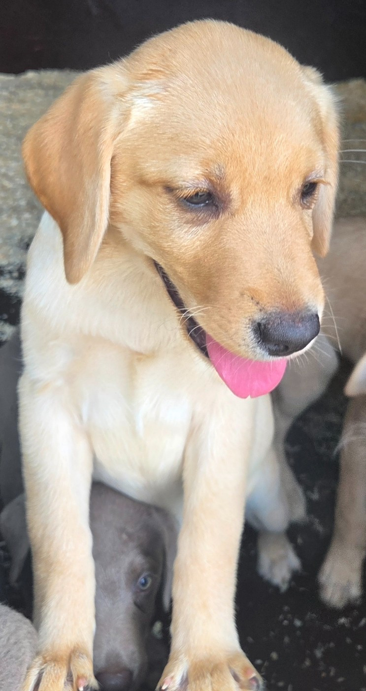 Du Perrier De Largeron - Chiots disponibles - Labrador Retriever