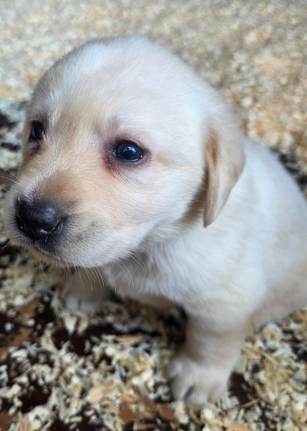 Du Perrier De Largeron - Chiots disponibles - Labrador Retriever