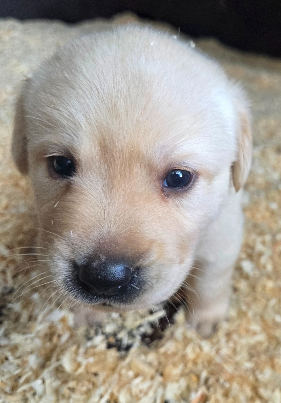 Du Perrier De Largeron - Chiots disponibles - Labrador Retriever