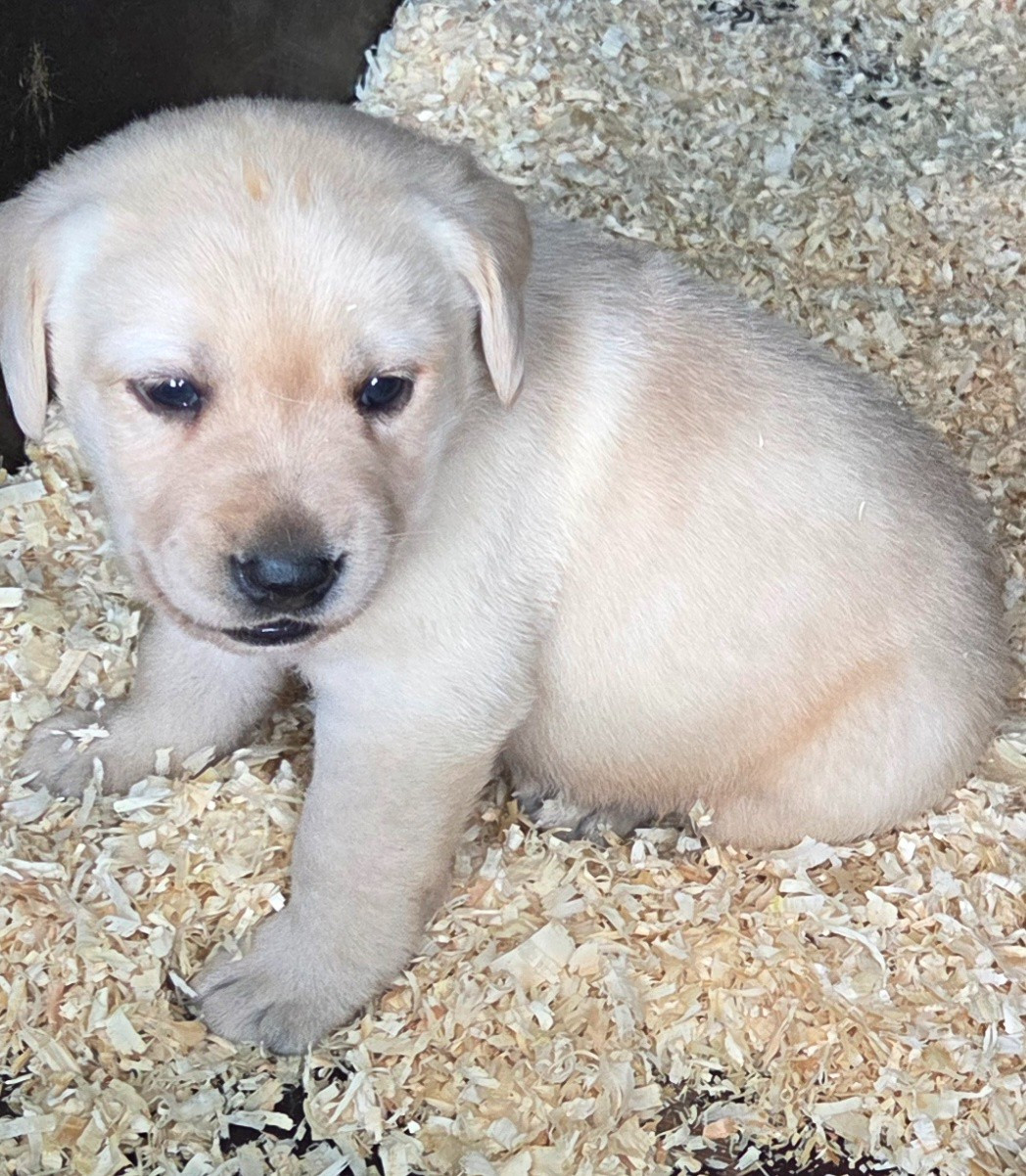 Du Perrier De Largeron - Chiots disponibles - Labrador Retriever