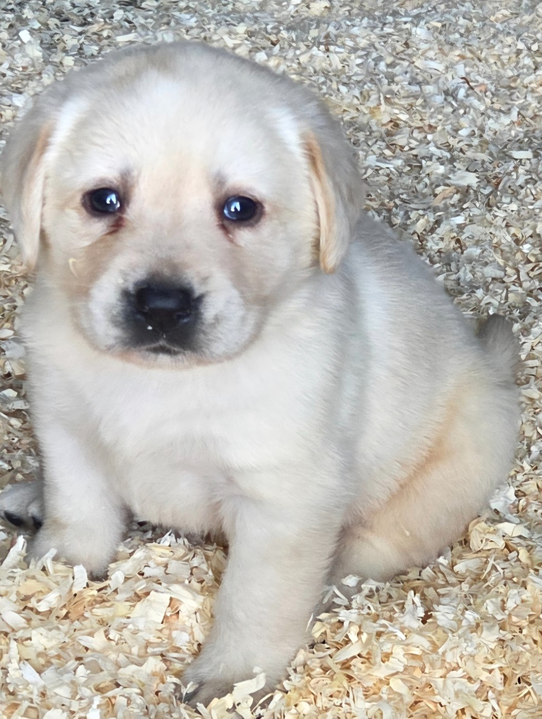 Du Perrier De Largeron - Chiots disponibles - Labrador Retriever