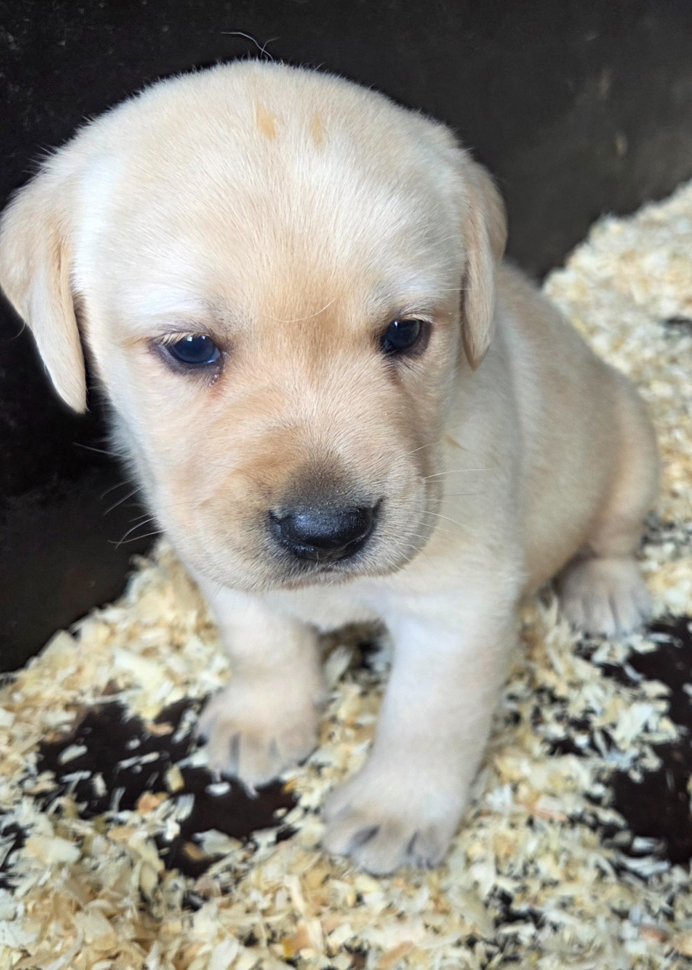 Du Perrier De Largeron - Chiots disponibles - Labrador Retriever