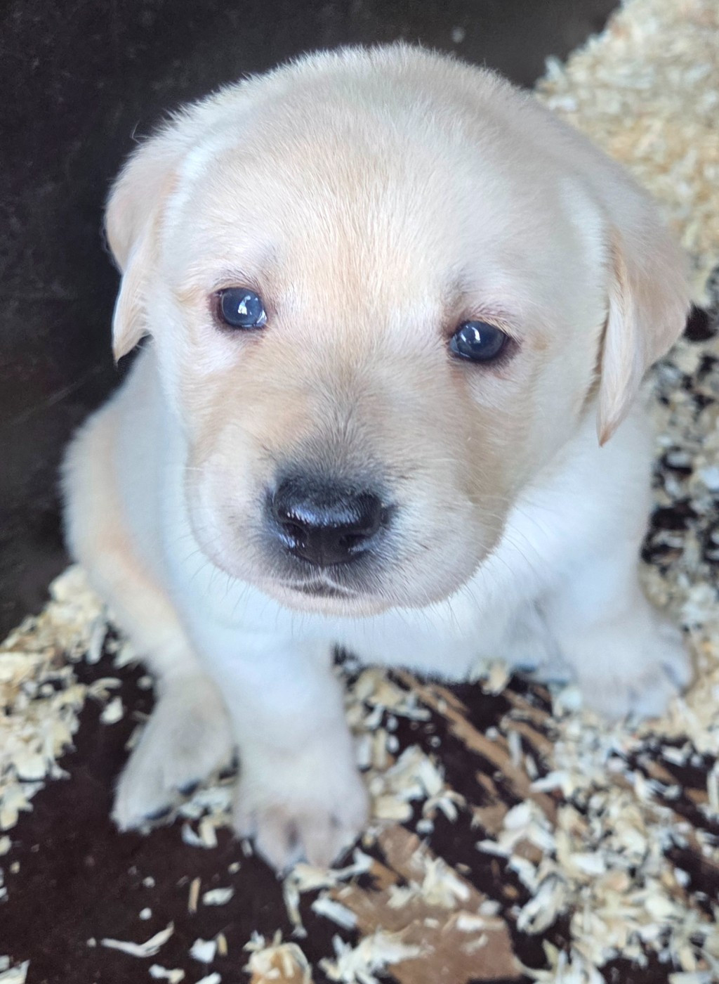 Du Perrier De Largeron - Chiots disponibles - Labrador Retriever