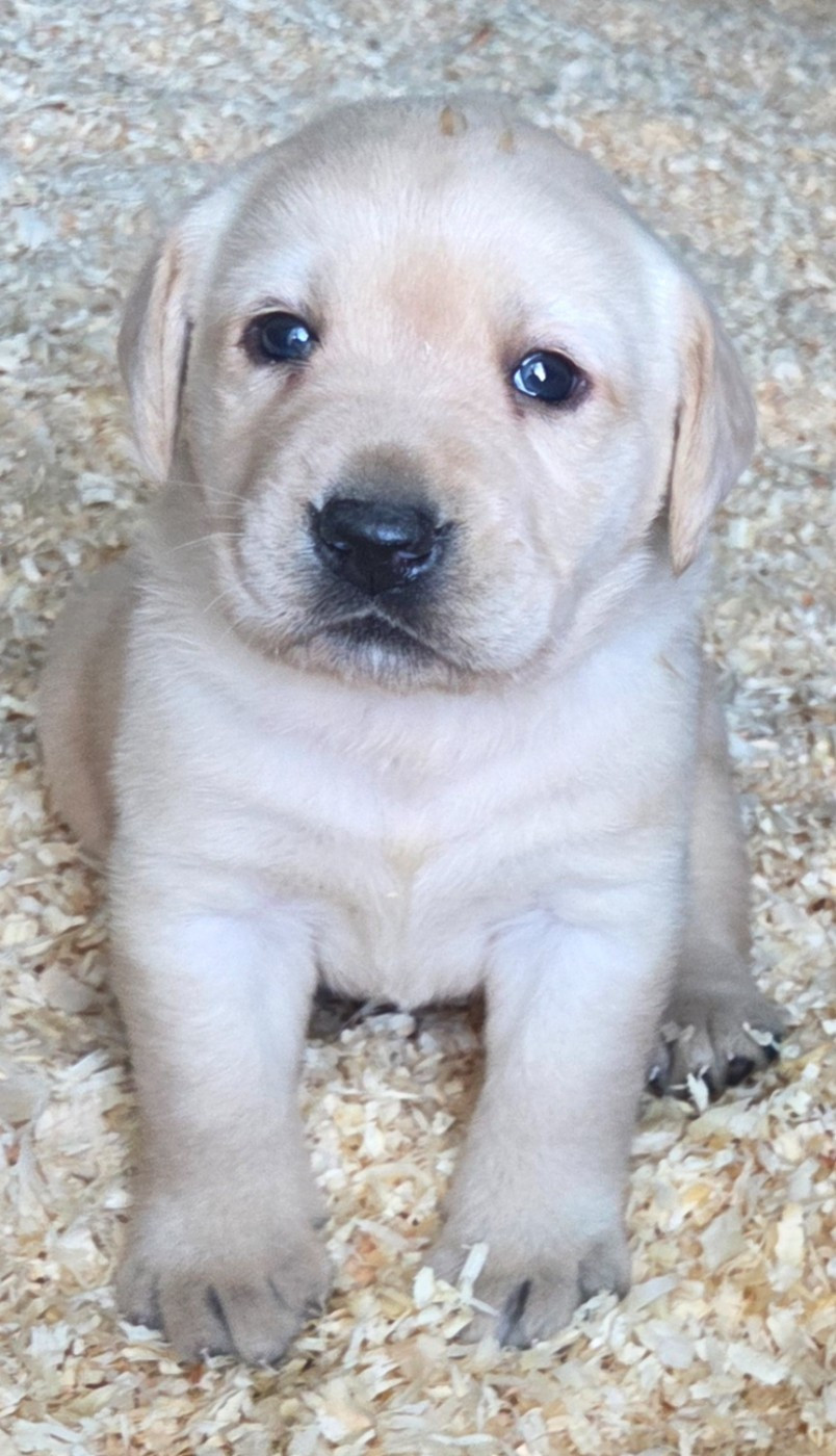 Du Perrier De Largeron - Chiots disponibles - Labrador Retriever