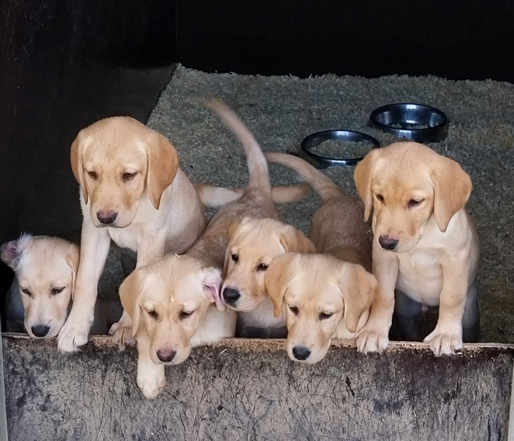 Du Perrier De Largeron - Labrador Retriever - Portée née le 21/05/2025